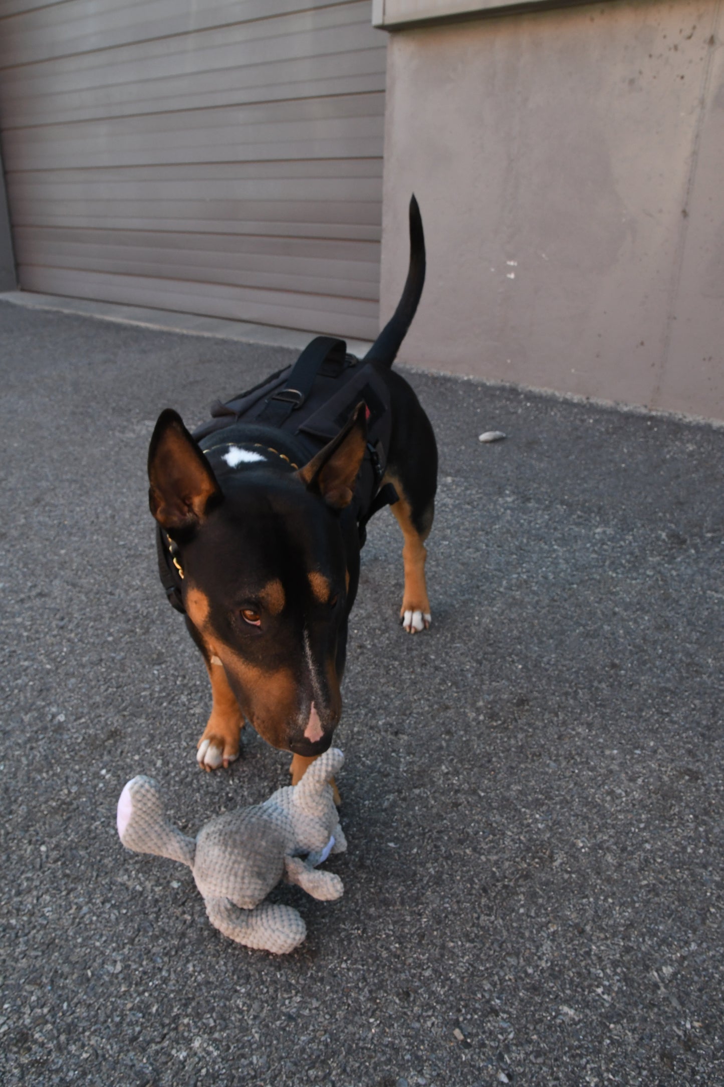 Elephant Dog Toy. Durable Squeaky & Adorable.. Good for Teething Puppies and  Playful Dogs